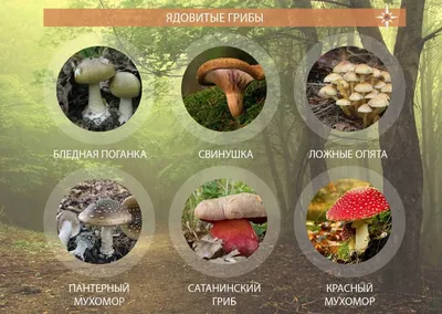 30 лучших съедобных грибов Саратовской области | tursar.ru | Дзен