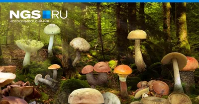 Где собирать грибы в Волгограде и Волгоградской области осенью - 30  сентября 2023 - v1.ru