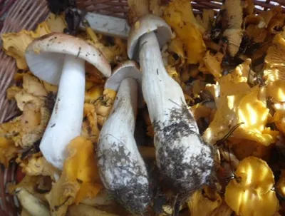 Ядовитые грибы приводят к быстрой смерти»: токсиколог назвал грибы-убийцы -  KP.RU