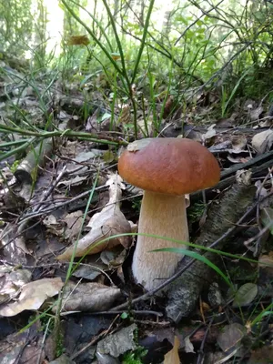 Файл:Chalciporus rubinus 20070624w1.JPG — Википедия