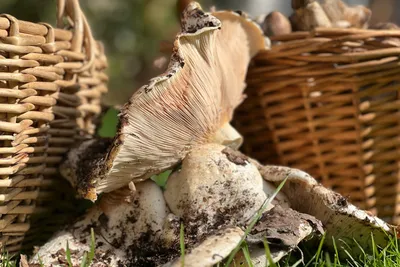 В Волгограде любители тихой охоты собрали 800 кг грибов