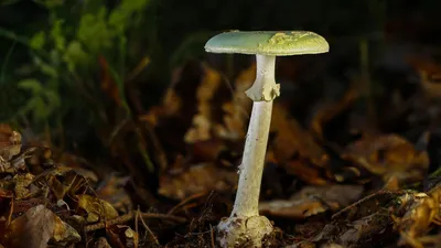 Отравление грибами - Котовчанин