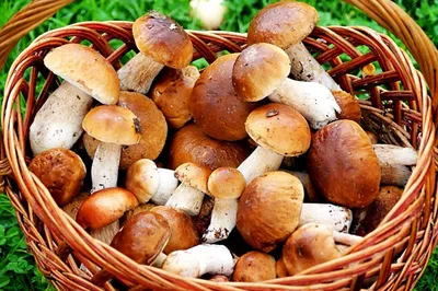 Какие грибы уголовно наказуемо собирать под Волгоградом: биолог рассказал,  какие грибы нельзя собирать под Волгоградом - 18 октября 2023 - v1.ru