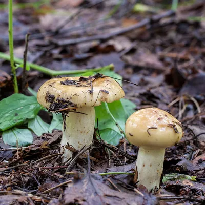 Съедобные грибы западной сибири фото фото