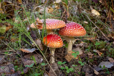 Мухомор красный (Amanita muscaria) – Грибы Сибири