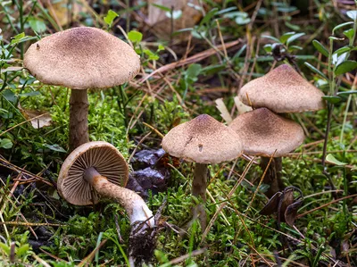 Паутинник чешуйчатый (Cortinarius pholideus) – Грибы Сибири