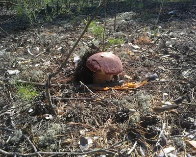 Грибы Омской области — фотографии и названия