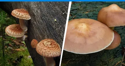 В Академгородке нашли два редких гриба 3 июня 2020 г. - 3 июня 2020 - НГС