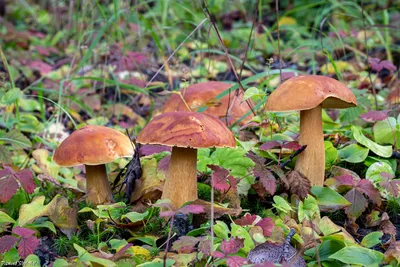 Белый гриб настоящий (Boletus edulis) – Грибы Сибири