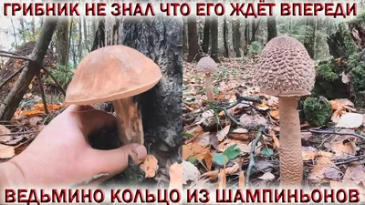 Ищите правильные грибы