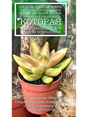Седум Адольфа – купить в Томске, цена 150 руб., дата размещения: 08.01.2024  – Растения и семена