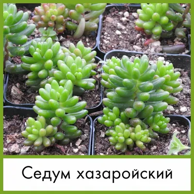 Коллекции растений ЦСБС СО РАН - Sedum lucidum R.T. Clausen – Седум  блестящий