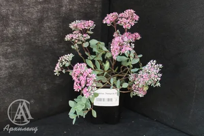 Один из моих любимых садовых суккулентов - Очиток Эверса (Sedum ewersii) из  маленькой веточки за пару месяцев превратился в раскидистый… | Instagram