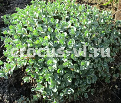 Очиток Эверса (Sedum ewersii)