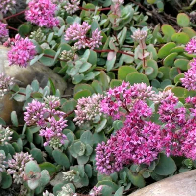 Очиток Эверса (Sedum Ewersii) | Lilac Garden