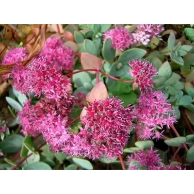 Очиток Эверса (Sedum ewersii)