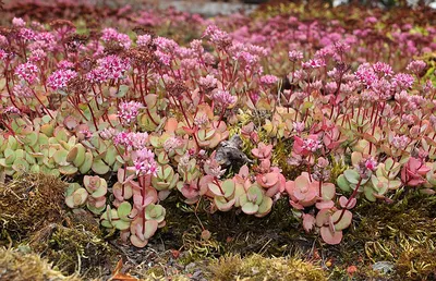 Очиток Эверса видовой (Sedum ewersii) - Северная Флора