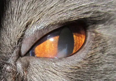 Корнеальный секвестр кошек/Corneal sequestrum in cats