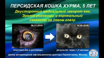 Кератит у кошек: симптомы, причины, лечение кератита у кошек |  Офтальмологическое отделение ветеринарной клиники