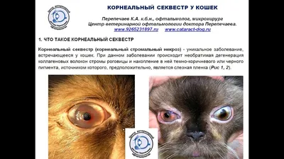 Секвестр роговицы у кошек - Veterinary clinic Beethoven