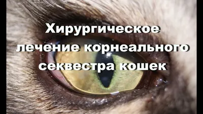 Секвестр роговицы у кошек - Veterinary clinic Beethoven