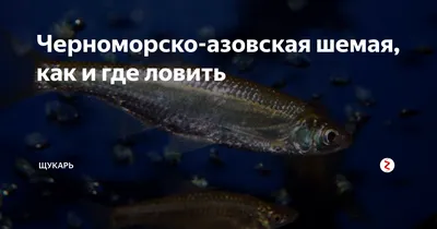 Копия - Zipbaits Rigge RAPHAEL - Реалистичная тонущая селявка на Жереха - с  Алиэкспресс #lure - YouTube