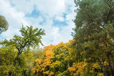 Фотосессия семьи в осеннем лесу