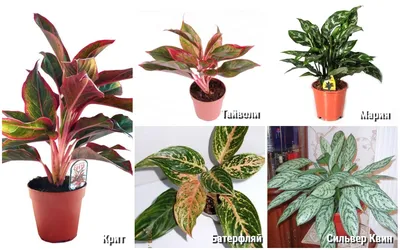 Семейство ароидных: 20 лучших комнатных растений, описание, уход