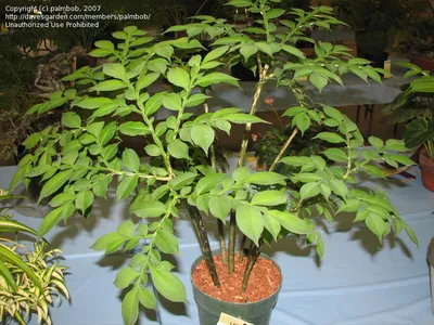 Семейство растений Ароидных — Araceae на FloralWorld.ru