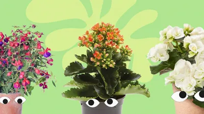 Большие домашние цветы | Кокедама ру