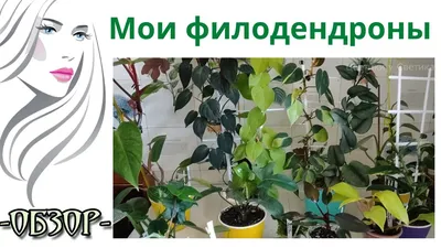 Филодендрон Селлоум – купить, уход, цена в интернет-магазине комнатных  растений.