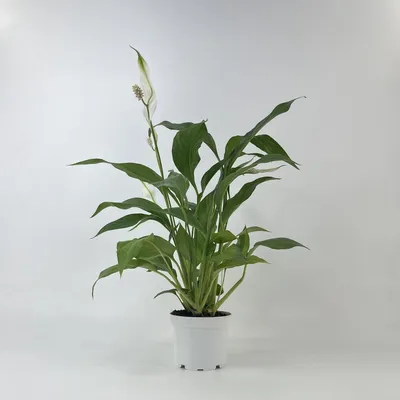 Комнатное растение Сингониум купить в Краснодаре недорого - доставка 24 часа