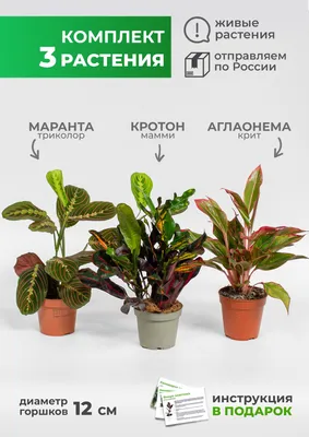 10 комнатных растений. Чем они полезны и опасны для человека | Новости  Таджикистана ASIA-Plus