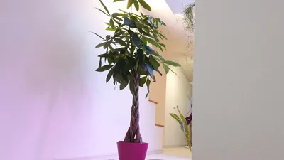 Комнатное растение Антуриум белый купить в Екатеринбурге