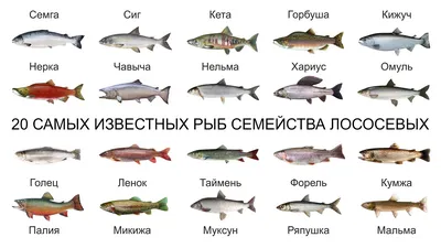 Рыбный магазин \"Сытый Марлин\" on Instagram: \"🐟Основное определение вида  рыбы следующее: позвоночное животное, которое дышит жабрами и живет в воде,  имеет конечности в виде плавников, кожу, покрытой чешуей, с холодной  кровью. 🐟