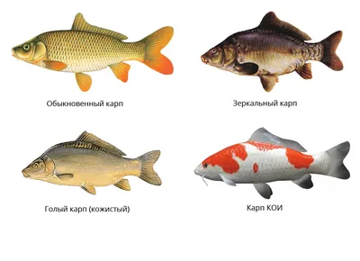 Рыба карп - фото, описание, пресноводные рыбы семейства карповых, виды рыб  карпов | «Ни хвоста, ни чешуи»