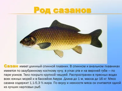 О рыбе: Лещ 🐟🐟🐟 Лещ представляет род, входящий в семейство карповых. В  этом роду рыба лещ является единственным.. | ВКонтакте