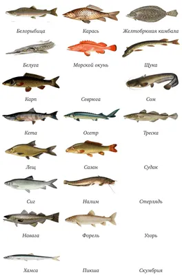 Характеристика основных семейств рыб - Метрология, стандартизация и  подтверждение соответствия продуктов животного происхождения