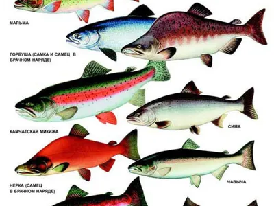 Семейство лососевых рыб фото фото
