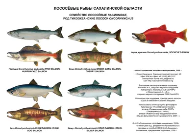 Лососеобразные рыбы, определитель, 1 таблица - info - Клуб Бумеранг