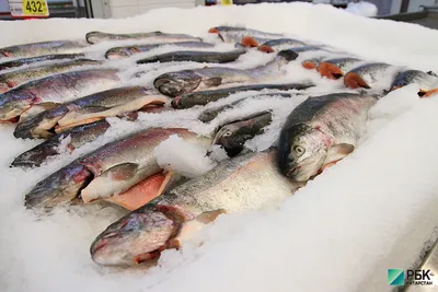 Семга и форель: отличия, какая вкуснее и дороже - Frost-Fish