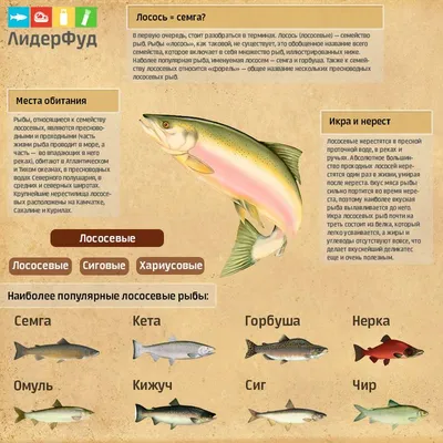 Золотая рыбка: рестораторы РТ сообщили о двукратном росте цен на лосось —  РБК