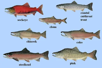 СЕМЕЙСТВО ЛОСОСЕВЫХ (SALMONIDAE) - Ветеринарно-санитарная экспертиза рыбы и  рыбопродуктов