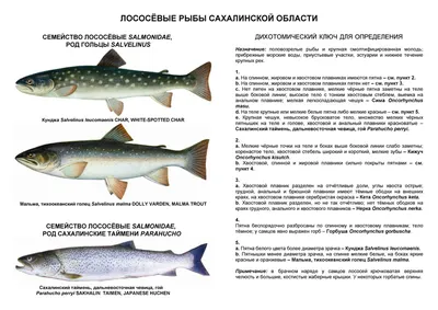 Пять интересных фактов о лососе, о которых вы наверняка не знали | fish2o |  производитель премиум лосося | Дзен