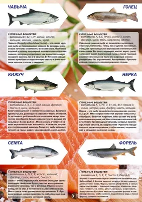 Отряд Лососеобразные (Salmoniformes). Характеристика Т. С. Расс [1971 - -  Жизнь животных. Том 4. Часть 1. Рыбы]