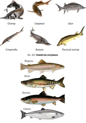 СЕМЕЙСТВО ЛОСОСЕВЫХ (SALMONIDAE) - Ветеринарно-санитарная экспертиза рыбы и  рыбопродуктов