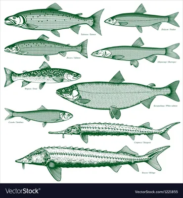 Белая рыба семейства лососёвых Кольского полуострова | с юга на Крайний  Север | Дзен