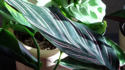 калатея фламестар — род растений семейства марантовые Стоковое Фото -  изображение насчитывающей зеленый, консервированный: 222300626