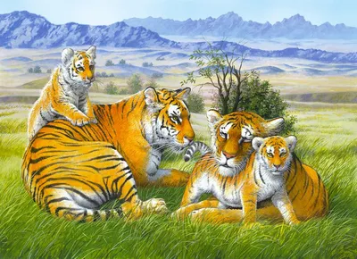 Семейство тигров фото фото
