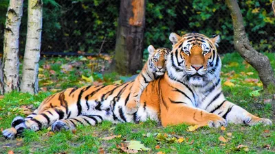 Тигр семейство - картинки и фото koshka.top